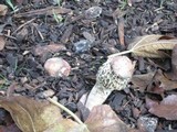 Phallus hadriani image