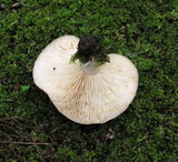 Lactarius vinaceorufescens image