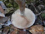 Armillaria gallica image
