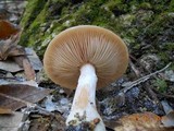 Armillaria gallica image
