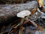 Hygrocybe virginea var. virginea image