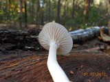 Hygrocybe virginea var. virginea image