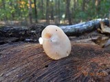 Hygrocybe virginea var. virginea image