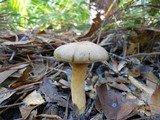 Chroogomphus ochraceus image