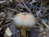 Chroogomphus ochraceus image