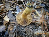 Chroogomphus ochraceus image