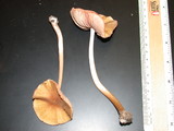Pluteus flavofuligineus image
