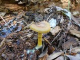 Cortinarius semisanguineus image