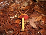 Cortinarius semisanguineus image