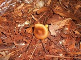 Cortinarius semisanguineus image