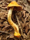 Cortinarius corrugatus image