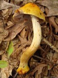 Cortinarius corrugatus image