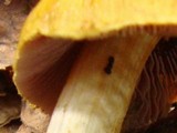 Cortinarius corrugatus image
