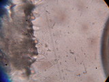 Pluteus flavofuligineus image