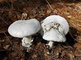 Amanita polypyramis image