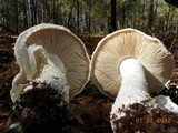 Amanita polypyramis image