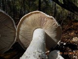 Amanita polypyramis image