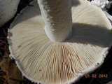 Amanita polypyramis image