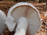 Amanita polypyramis image