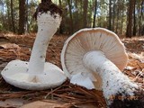 Amanita polypyramis image