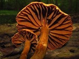 Cortinarius distans image