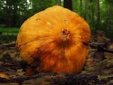Cortinarius distans image