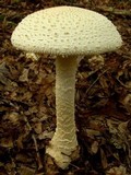 Amanita rhopalopus image