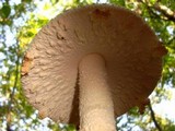 Amanita rhopalopus image