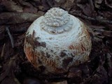 Amanita rhopalopus image