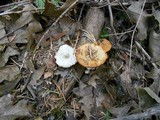 Polyporus leptocephalus image