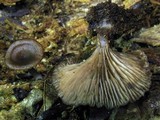 Arrhenia epichysium image