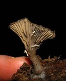 Arrhenia epichysium image