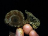 Arrhenia epichysium image