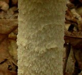 Amanita rhopalopus image