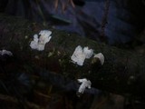 Radulomyces confluens image