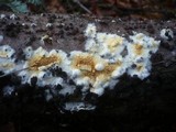 Coniophora puteana image