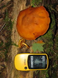 Gymnopilus luteus image