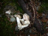 Cortinarius ochroleucus image