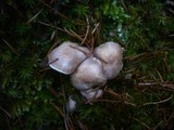 Cortinarius ochroleucus image