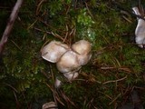 Cortinarius ochroleucus image