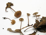 Gymnopus subnudus image