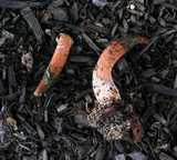 Mutinus elegans image
