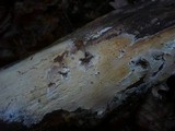 Hypochnicium bombycinum image