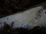 Hypochnicium bombycinum image