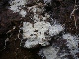 Fibulomyces mutabilis image
