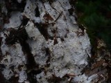 Fibulomyces mutabilis image