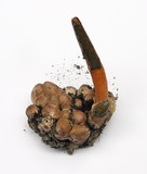Mutinus elegans image