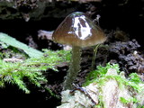 Bolbitius viscosus image
