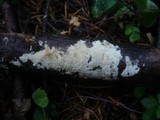 Hyphodontia radula image