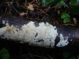 Hyphodontia radula image